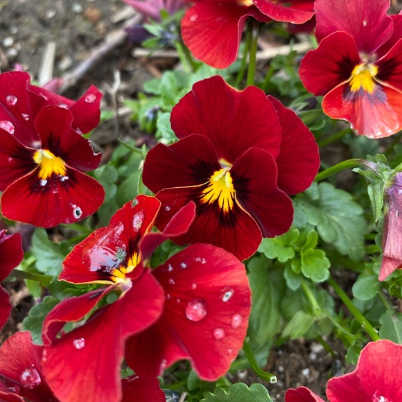 Meet your Posher, Jasmine - Picture 2 of 2